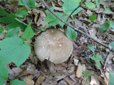 Megacollybia rodmanii image