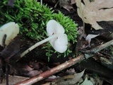 Mycena galericulata image