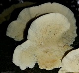 Trametes villosa image