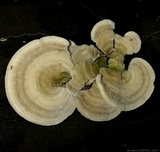 Trametes villosa image