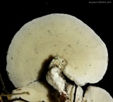 Trametes villosa image