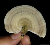 Trametes villosa image