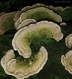 Trametes villosa image