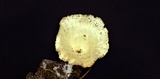 Cotylidia diaphana image