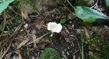 Cotylidia diaphana image