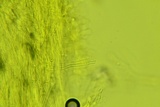 Cotylidia diaphana image