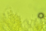 Cotylidia diaphana image