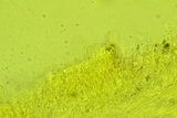 Cotylidia diaphana image