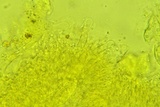 Cotylidia diaphana image