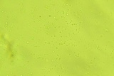 Cotylidia diaphana image