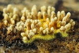 Calcarisporium arbuscula image