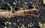 Calcarisporium arbuscula image
