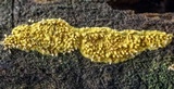 Calcarisporium arbuscula image