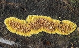 Calcarisporium arbuscula image