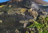 Calcarisporium arbuscula image