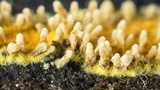 Calcarisporium arbuscula image