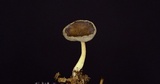 Helvella cupuliformis image