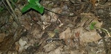 Helvella cupuliformis image