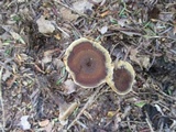 Coltricia perennis image