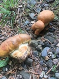 Gyroporus ballouii image