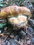 Tylopilus balloui image