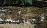 Simocybe centunculus var. centunculus image
