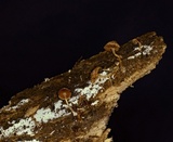 Simocybe centunculus var. centunculus image