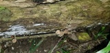 Simocybe centunculus var. centunculus image
