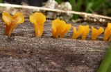 Dacryopinax spathularia image
