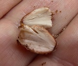 Coprinellus domesticus image