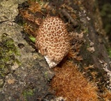 Coprinellus domesticus image