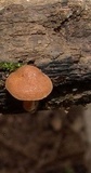 Xeromphalina tenuipes image