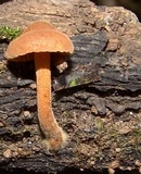 Xeromphalina tenuipes image
