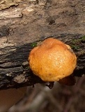 Pholiota subsulphurea image