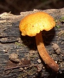 Pholiota subsulphurea image