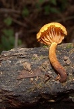 Pholiota subsulphurea image
