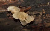 Ductifera pululahuana image
