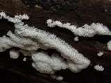 Ceratiomyxa fruticulosa var. fruticulosa image