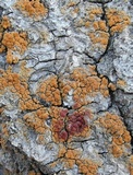 Caloplaca flavorubescens image