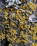 Xanthomendoza poeltii image