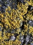 Xanthomendoza poeltii image