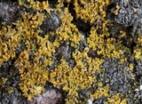 Xanthomendoza poeltii image