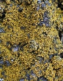 Xanthomendoza poeltii image