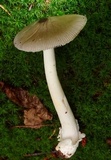Amanita sect. Vaginatae image
