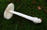 Amanita sect. Vaginatae image
