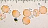 Amanita sect. Vaginatae image