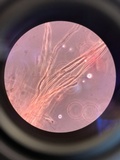 Radulodon copelandii image
