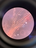 Radulodon copelandii image