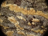 Radulodon copelandii image
