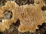 Radulodon copelandii image